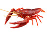 Crayfish (Red) Biology Edition
