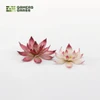 GGRLPLF - Laser Plants: Lotus Flower