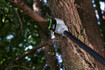 EGO PS1001 POWER+ 10" Telescopic Pole Saw 2.5Ah Kit