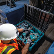 Makita T-90015 MAKTRAK Large Tool Box
