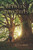 Between Two Trees