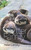 The Otter Family