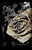 The Withering Rose