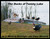 The Ducks of Tammy Lake
