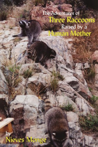 The Adventures of Three Raccoons Raised by a Human Mother