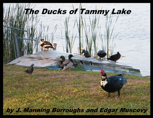 The Ducks of Tammy Lake
