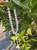 Moon Stone Misbaha