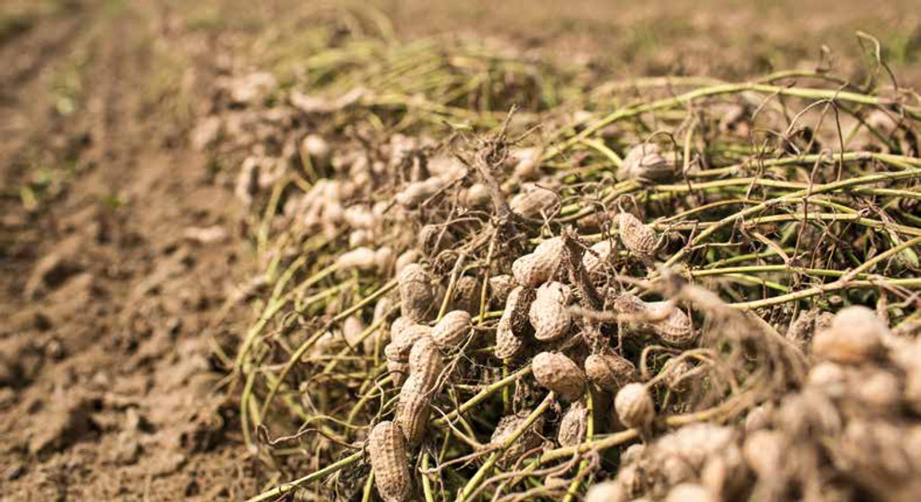 Raw Peanuts vs. Green Peanuts  What is the difference?