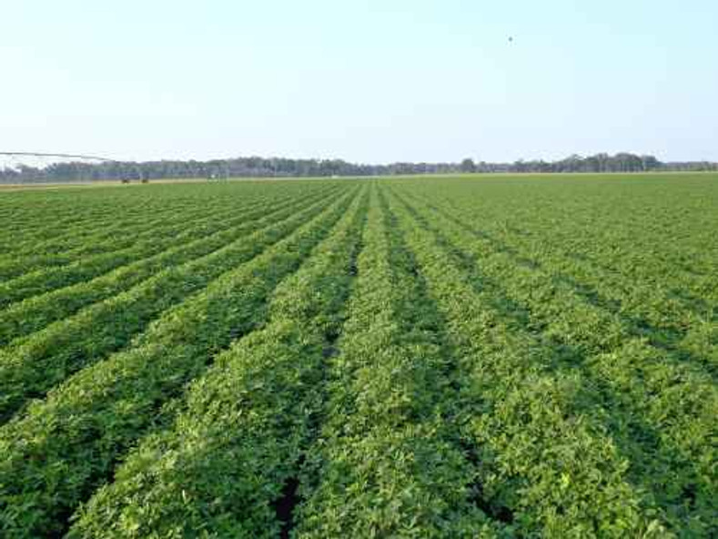 Honey Roasted Peanuts - Plantation Peanuts of Wakefield, Virginia