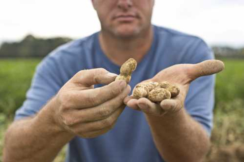 Virginia Peanut Farmers Celebrate National Farmer's Day! ​