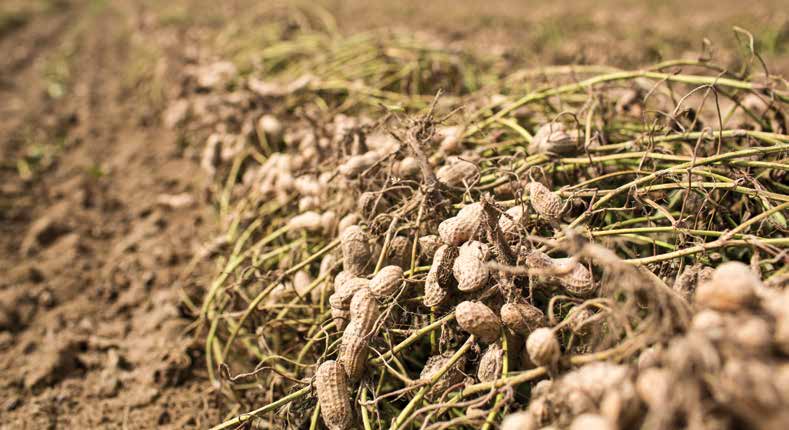 Raw Peanuts vs. Green Peanuts What is the difference Hope