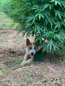 A Guide to CBD for Pets