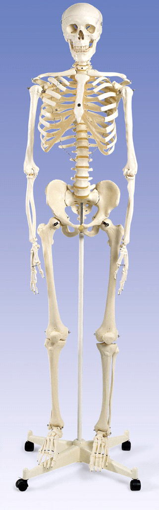 3B Scientific A10 Stan the Standard Human Skeleton - Includes 3B
