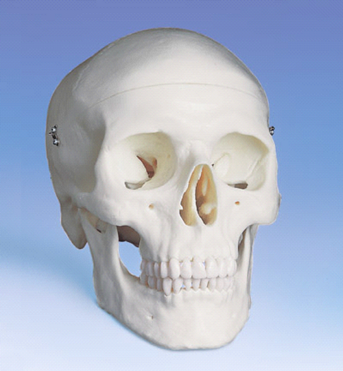 3B Anatomical Classic Human Skull A20