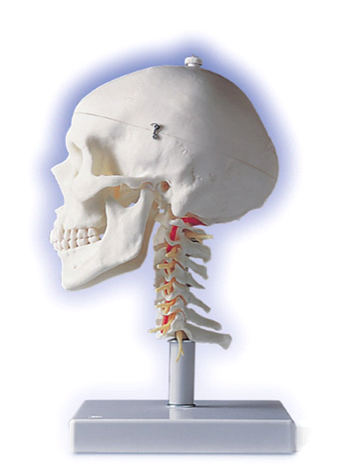 3B Anatomical Human Skull w/ Cervical Spine A20/1