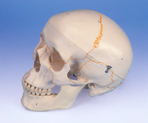 3B Anatomical Human Skull w/ Numbering A21