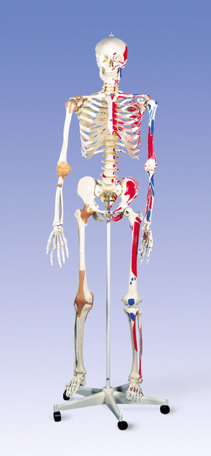 3B Anatomical Human Super Skeleton w/ Stand & Cover A13
