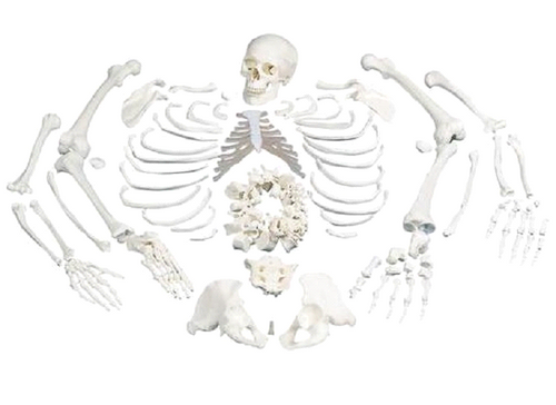 3B Anatomical Disarticulated Full Human Skeleton A05/1