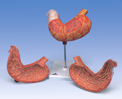 3B Anatomical Human Stomach K15