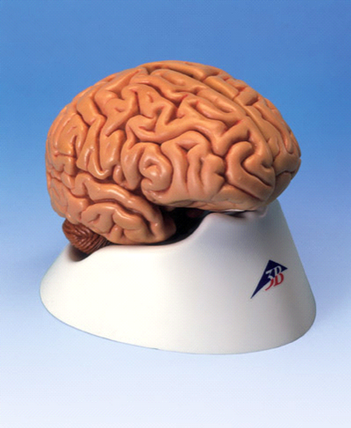 3B Anatomical Classic 5-Part Human Brain C18