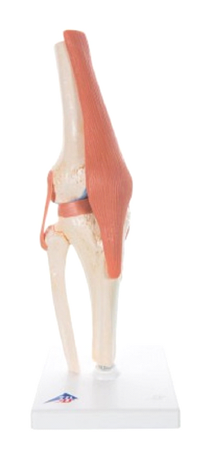 3B Scientific Deluxe Functional Knee Joint Model A82/1
