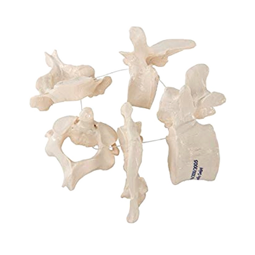 3B Scientific 5 Vertebrae Bones A75/1