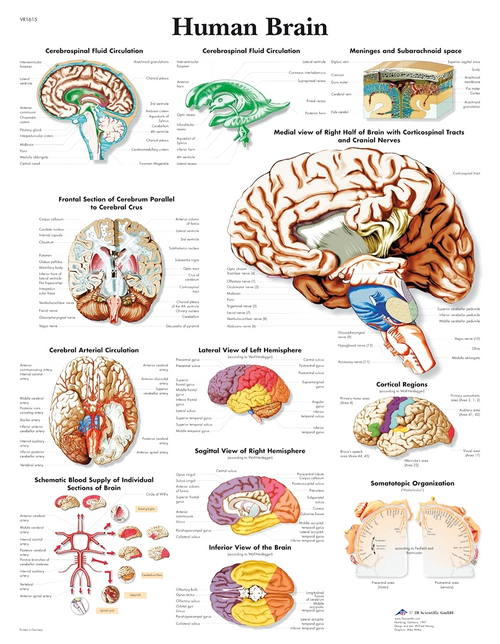 3B Scientific 5 Human Brain Chart VR1615L