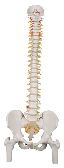 3B Scientific Classic Flexible Spine Model with Femur Heads A58/2
