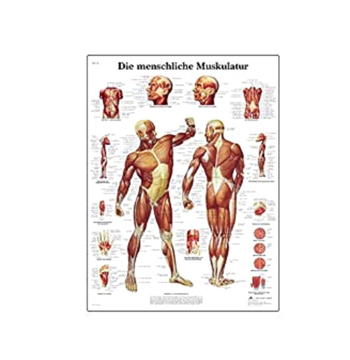 3B Scientific Human Muscle Chart VR1118L