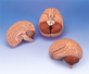 3B Anatomical Human Brain 2-Part C15