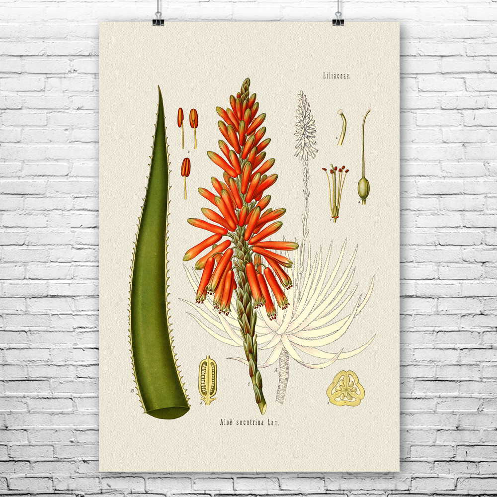 Aloe Botanical Print Mounted Canvas 20x24