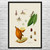 Cocoa Botanical Art Print
