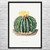 Parodia Cactus Botanical Art Print Parodia Cactus Botanical Art Print