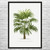Windmill Palm Tree Botanical Art Print