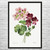 Geranium Botanical Art Print Geranium Botanical Art Print