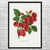 Colossal Raspberry Botanical Art Print Colossal Raspberry Botanical Art Print