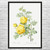 Yellow Rose Botanical Art Print