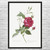Red Bengal Rose Botanical Art Print Red Bengal Rose Botanical Art Print