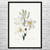 White Lily Botanical Art Print White Lily Botanical Art Print