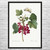 Red Currant & Butterfly Botanical Art Print Red Currant & Butterfly Botanical Art Print