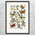 Butterfly Moth & Flowers Botanical Art Print Butterfly Moth & Flowers Botanical Art Print