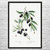 Black Olive Botanical Art Print Black Olive Botanical Art Print