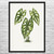 Caladium Botanical Art Print Caladium Botanical Art Print