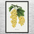 White Grape Botanical Art Print