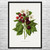 Blackberry Botanical Art Print Blackberry Botanical Art Print