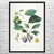 Prune Branch Botanical Art Print Prune Branch Botanical Art Print
