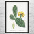 Opuntia Cactus Botanical Art Print