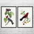 Birds Botanical Art Prints Set of 2 Birds Botanical Art Prints Set of 2