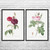 Rose Botanical Art Prints Set of 2 Rose Botanical Art Prints Set of 2