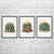 Barrel Cactus Botanical Art Prints Set of 3 Barrel Cactus Botanical Art Prints Set of 3